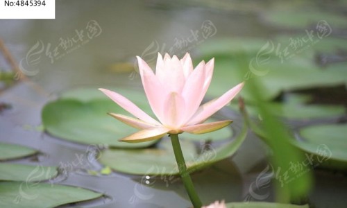 肝是阳性的是什么症状-专业肝呈阳性是不是问题很严重平台-肝是阳性好还是阴性好
